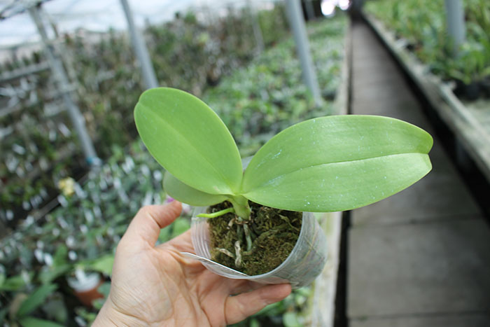 Phalaenopsis Joseph Wu Chameleon.jpg