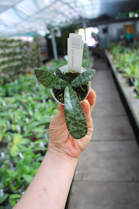 Phalaenopsis celebensis.jpg