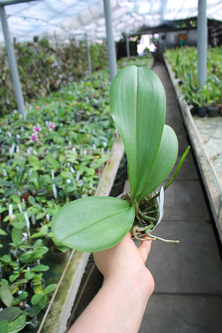 Phalaenopsis I-Hsin Samuel (stuartiana x I-Hsin Banana Dream).jpg