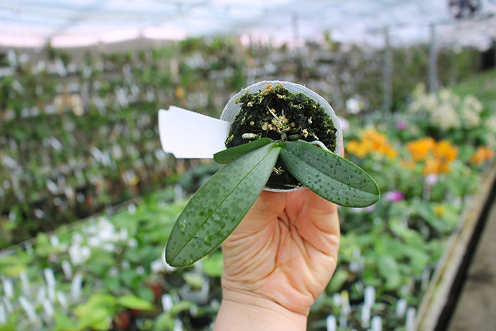 Phalaenopsis lindenii.jpg