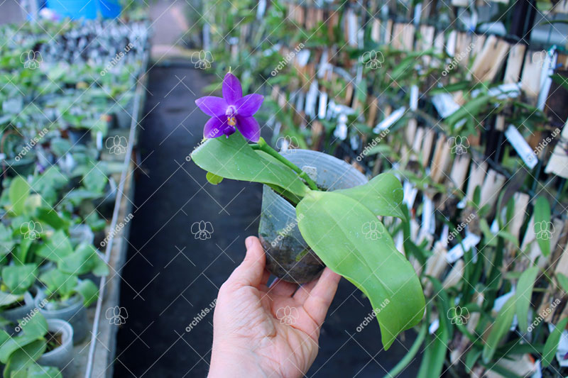 Phalaenopsis violacea indigo.jpg