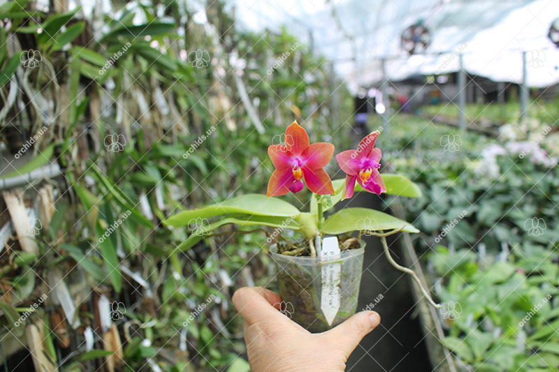 Phalaenopsis Ld's Bear King x Samera.jpg