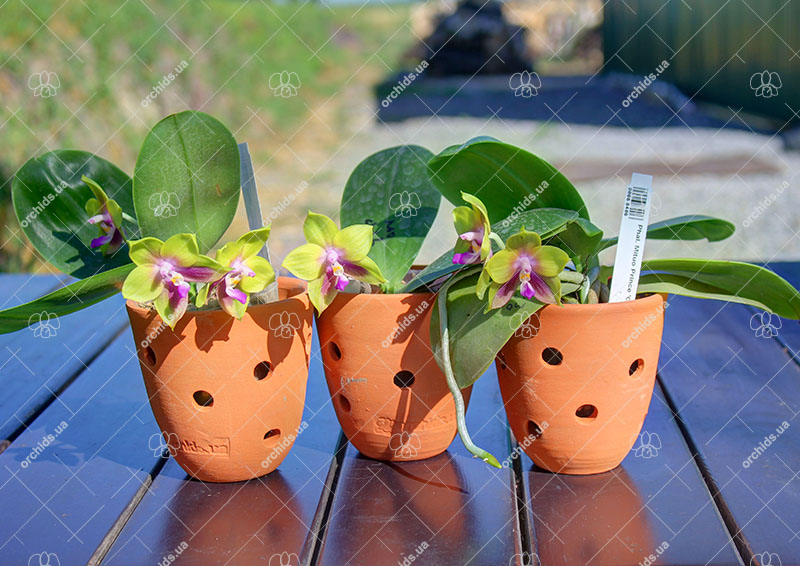 Phalaenopsis Mituo Prince 'Chin Ming'.jpg