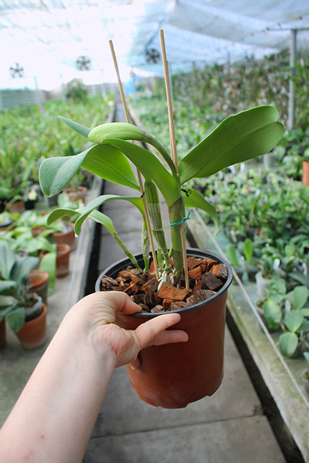 Brassocattleya Cynthia (Brassavola digbyana x Cattleya walkeriana).jpg
