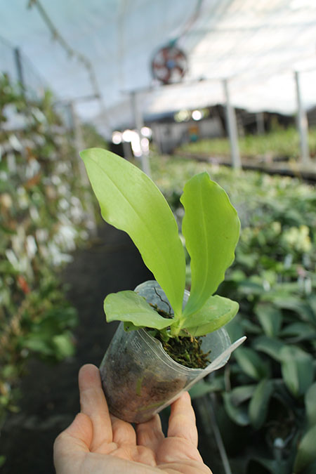 Phalaenopsis (speciosa coerulea 'Su's Coffee Candy' x lueddemanniana coerulea).jpg