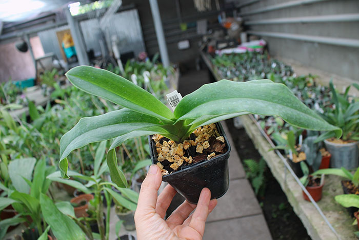 Paphiopedilum charlesworthii x Great Pacific.jpg