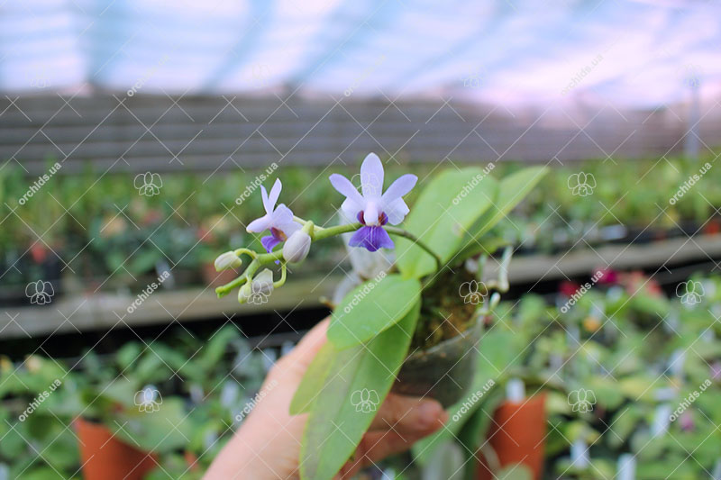 Phalaenopsis Tying Shin Blue Jay x Bacchus.jpg