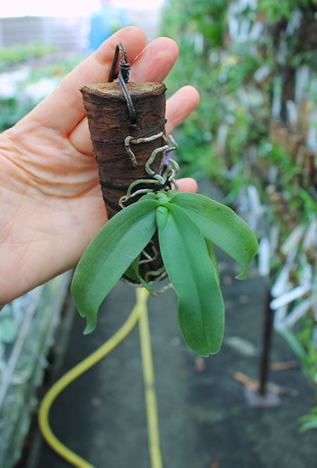 Gastrochilus obliquus.jpg