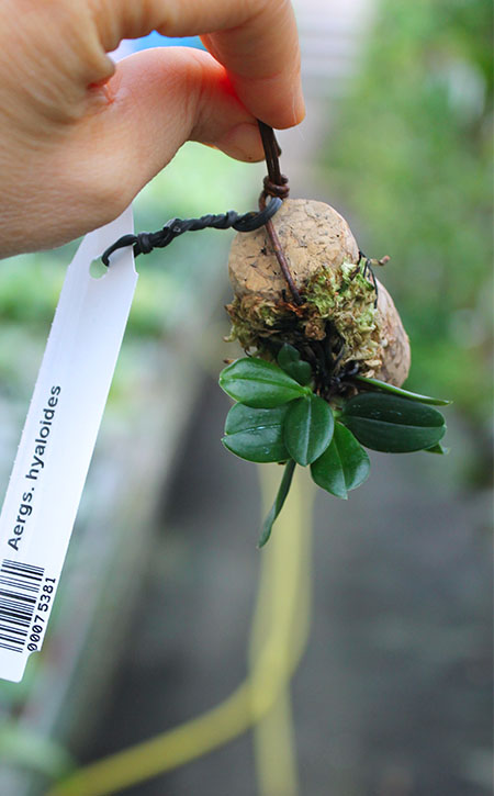 Aerangis hyaloides.jpg