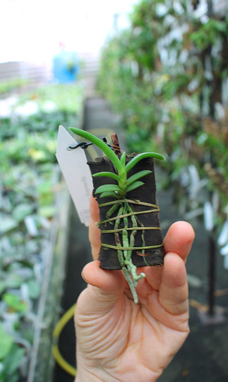 Cleisocentron gokusingii.jpg