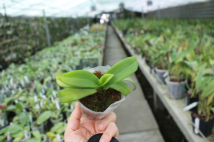 Renanthopsis Chienlung Pink Squirrel.jpg