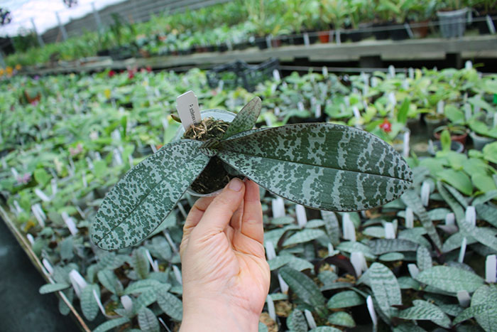 Schilleriana x sib.jpg