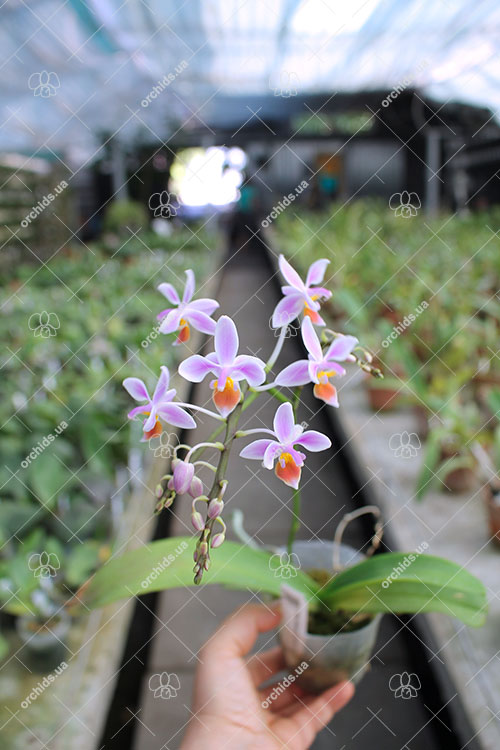 Phalaenopsis equestris (orange lip).jpg