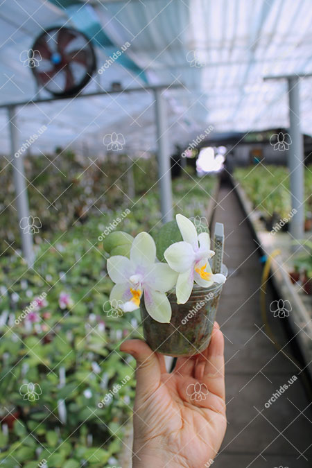 Phalaenopsis Joy Jewel Box (Joy Spring Venus x Buena Jewel).jpg