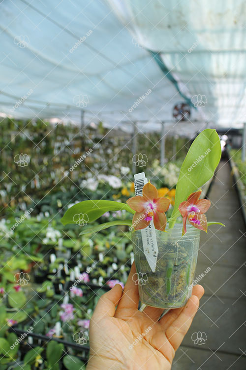 Phalaenopsis Lyndon Gold Ring x (Yin's Bellina Kaiulani x Ya-Yi Qin) 'Rainbow'.jpg