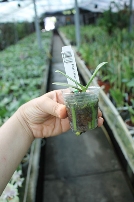 Phalaenopsis I-Hsin 'Spot Eagle'.jpg