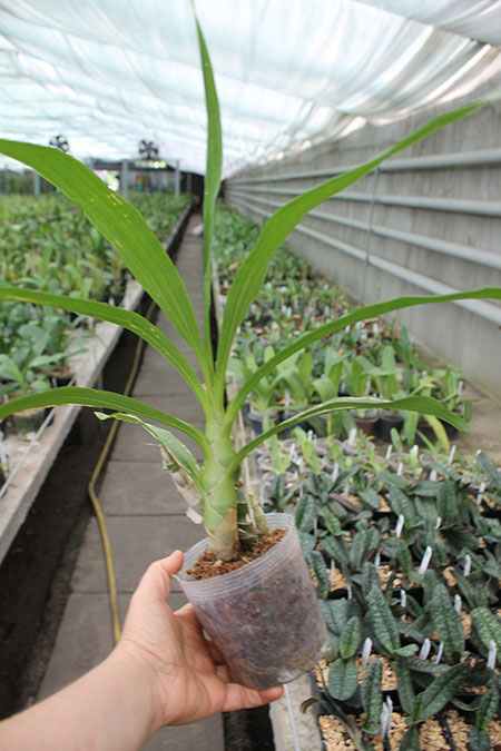 Cycnodes Wine Delight.jpg