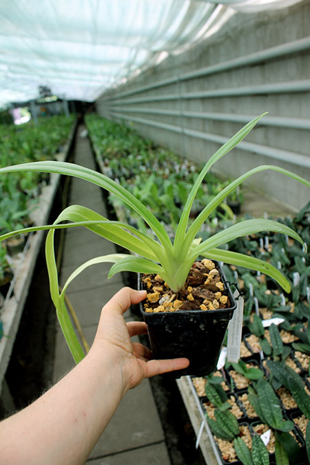 Phragmipedium Memory Dick Clements (besseae x sargentianum).jpg