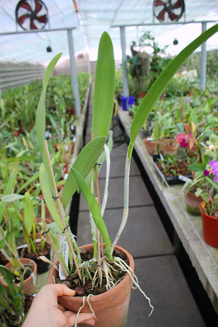 Brassocattleya Golf Green 'Hair Pig' (Cattleya Moscombe x Brassavola digbyana).jpg