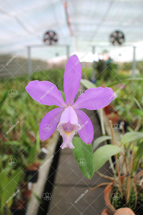 Laeliocattleya Fonte da Saudade.jpg