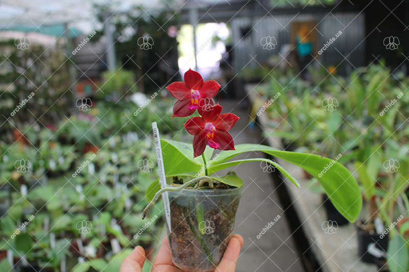Phalaenopsis Mituo Coral Mambonosa x LD's bear Queen.jpg