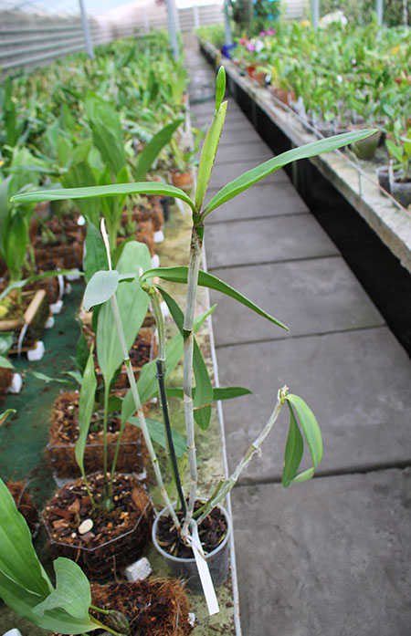 Cattleya bicolor chocolate XXX x SELF.jpg