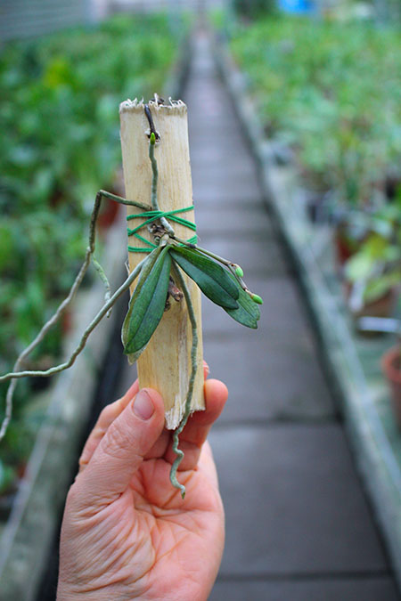 Aerangis mystacidii.jpg