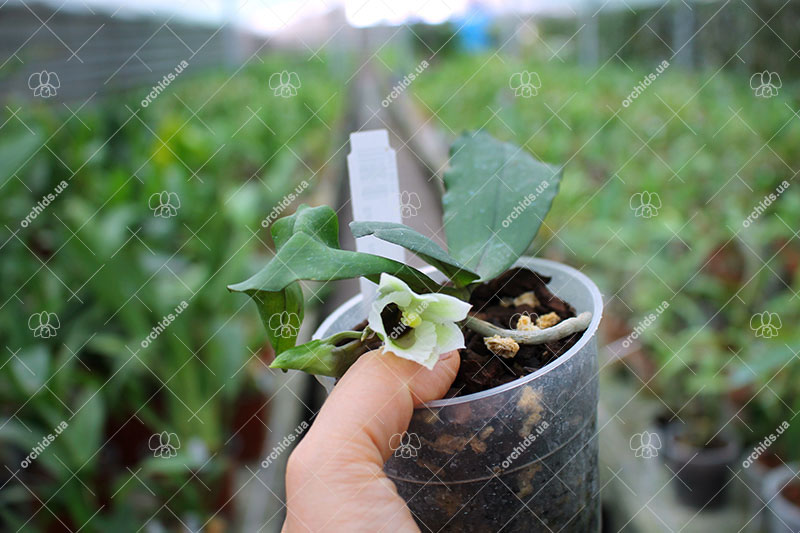 Eurychone rothschildiana.jpg