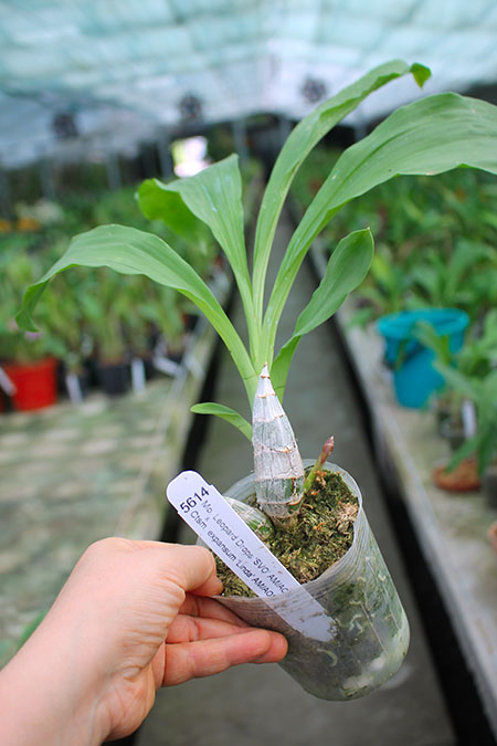 Mormodia Leopard Drops ''SVO' x Catasetum expansum 'Linda'.jpg