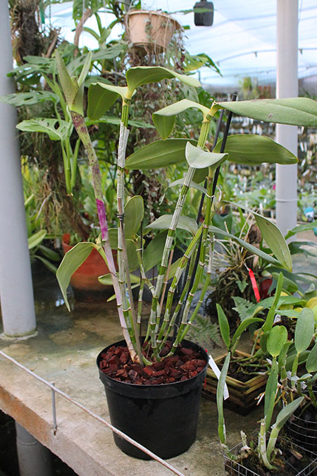 Cattleya amethystoglossa.jpg