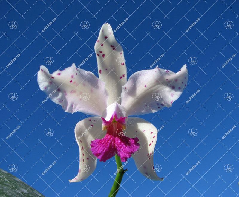 Cattleya amethystoglossa