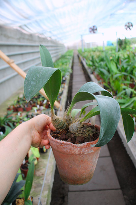 Inobulbum munificum.jpg