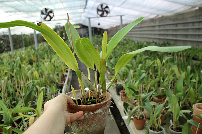 Laelia tenebrosa 'Fumacina Fujita' x Laelia tenebrosa extra XXX.jpg