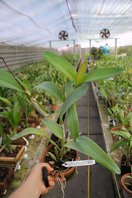 Cattleya bowringiana 'Da Estelinha de Novaes' x Cattleya labiata integra orlata 'Zas-1'.jpg