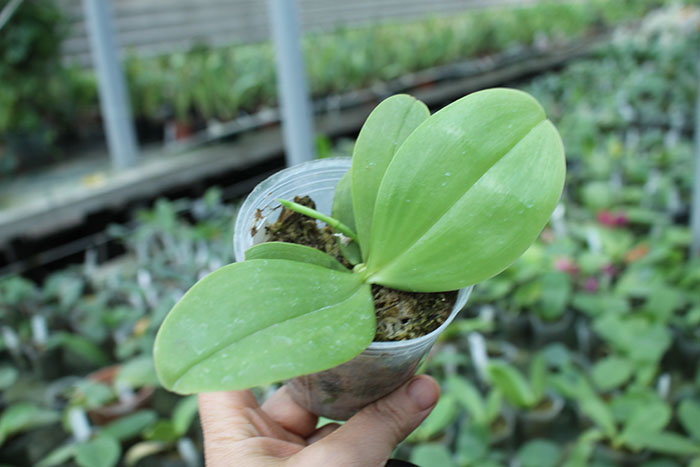 Phalaenopsis Yaphon The Hulk.jpg