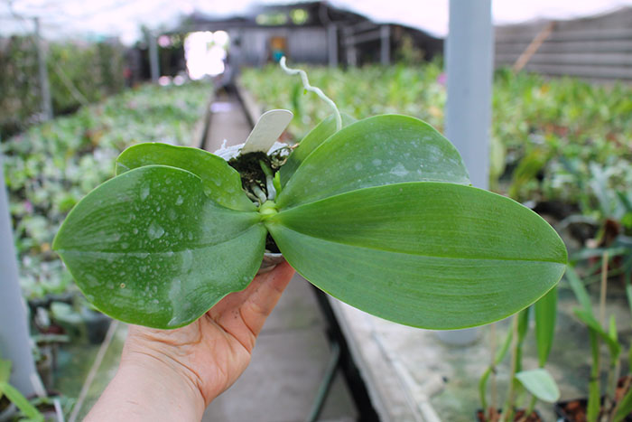 Phalaenopsis Joy Spring Canary 'Yaphon'.jpg