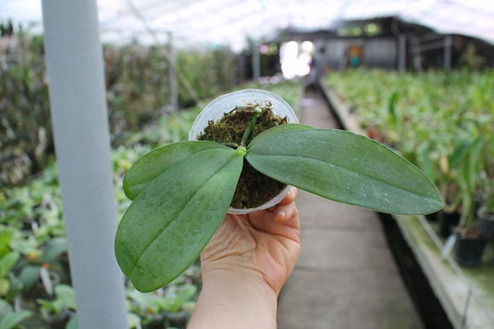 Phalaenopsis Jong's Gigan Cherry 'Jon'.jpg