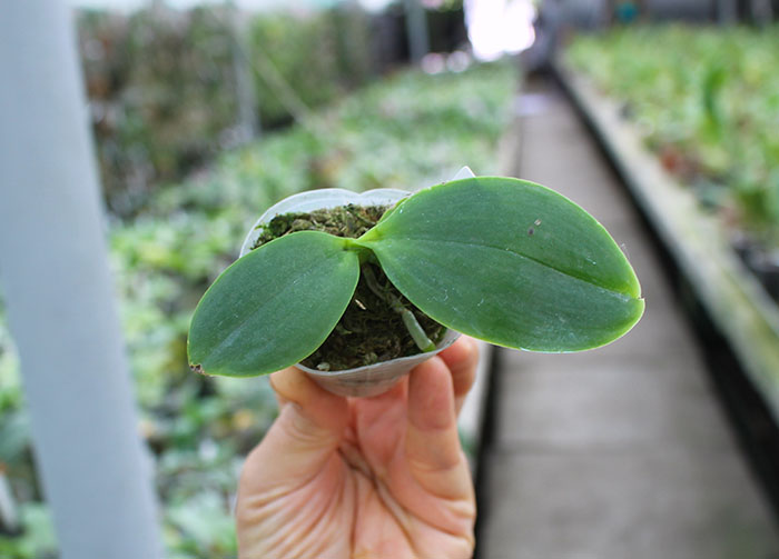 Phalaenopsis Joy Spring Venus x Joy Spring Canary 'Orange'.jpg