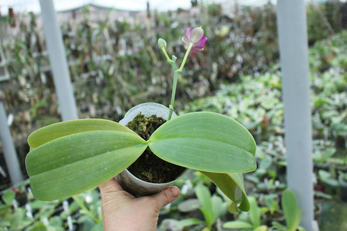 Phalaenopsis Joey x Samera indigo.jpg