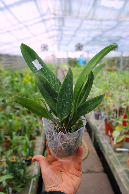 Cattleya dowiana.jpg