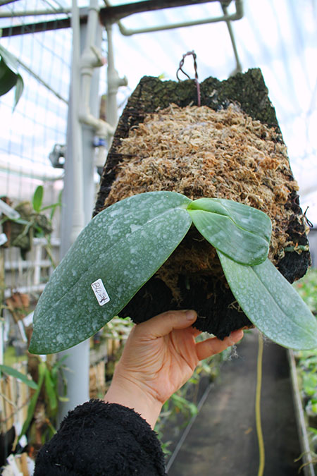 Phalaenopsis gigantea.jpg