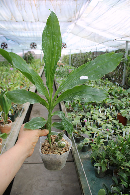 Chysis limminghei.jpg