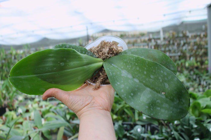 Phalaenopsis Jong's Gigan Cherry 'Prince'.jpg