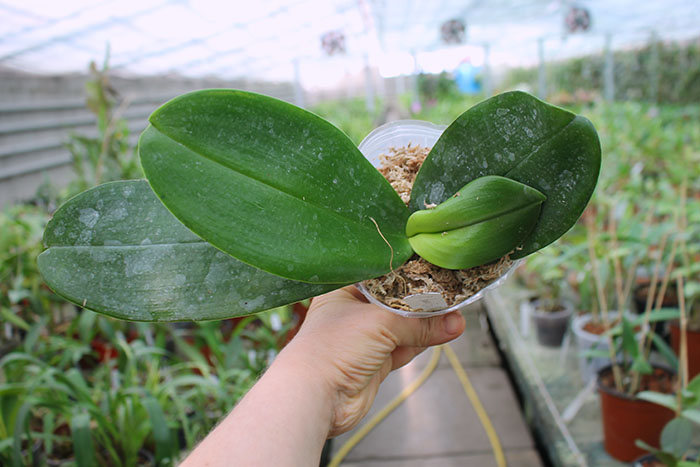 Phalaenopsis Haur Jih Princess 'Python'.jpg