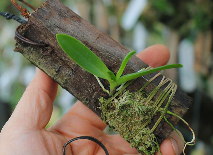 Epidendrum barbeyanum.jpg