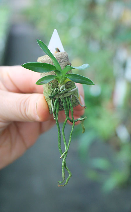 Angraecum dollii.jpg