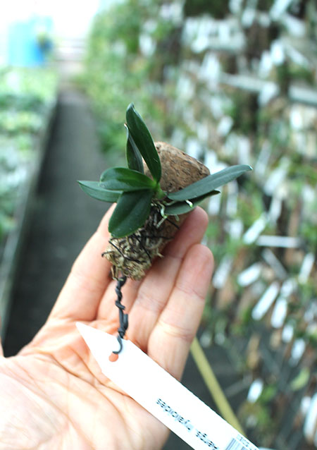 Aerangis hyaloides.jpg