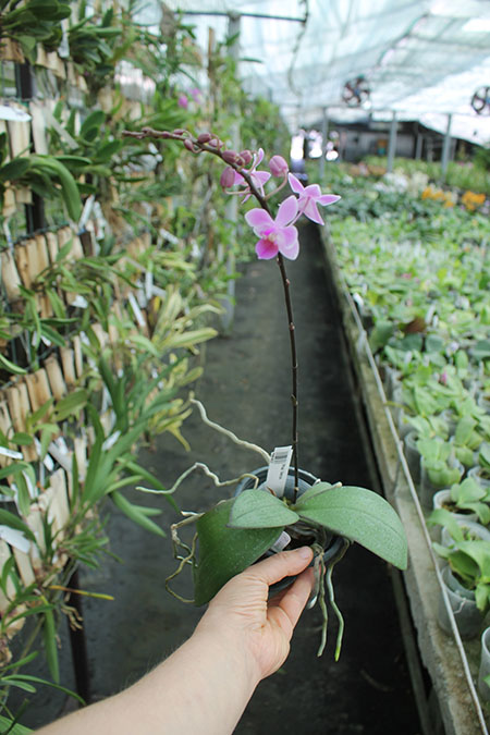 Phalaenopsis Venus.jpg