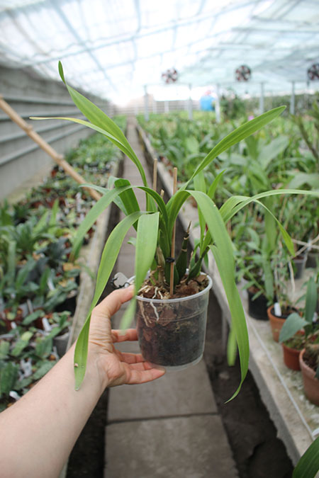 Encyclia radiata.jpg