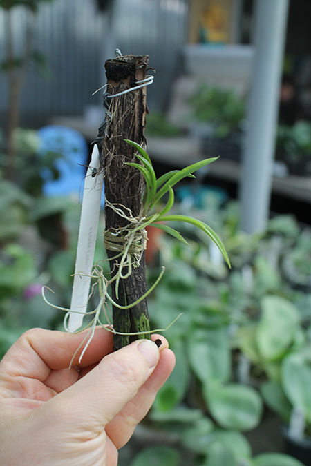 Oncidium (Tolumnia) Midas.jpg